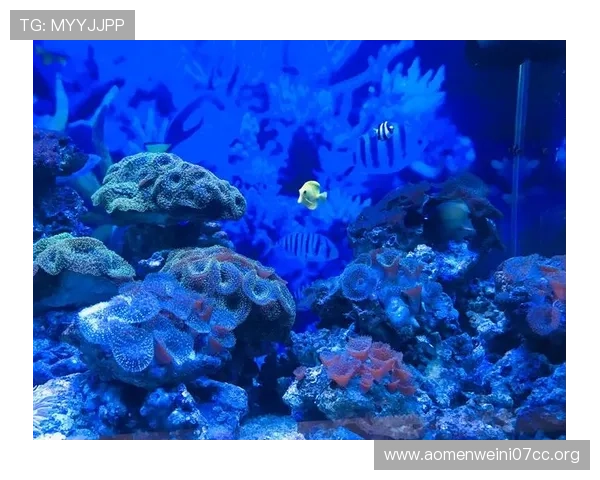 海洋之神手机版下载带你畅享海底探秘的精彩体验